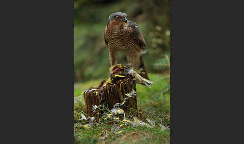 Sperber (Accipiter nisus)