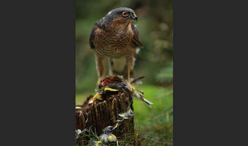 Sperber (Accipiter nisus)