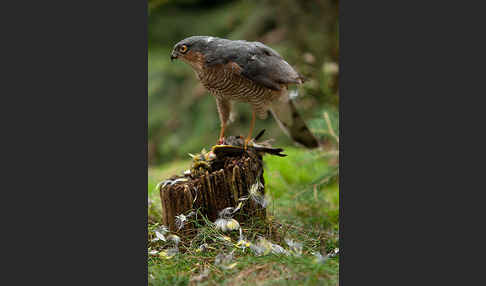 Sperber (Accipiter nisus)