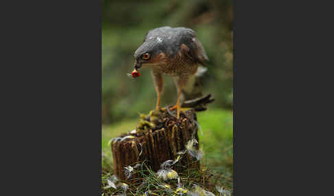 Sperber (Accipiter nisus)