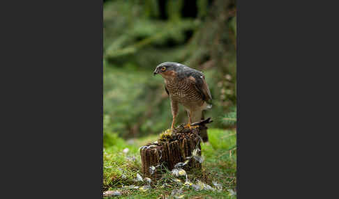 Sperber (Accipiter nisus)