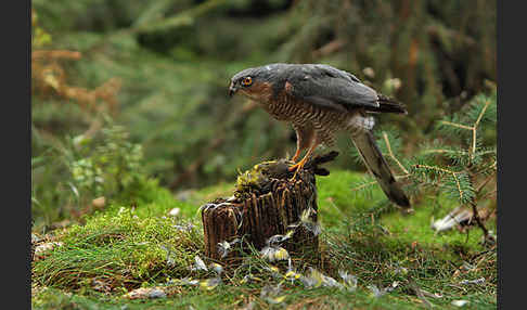 Sperber (Accipiter nisus)