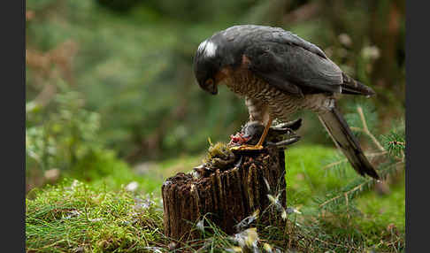 Sperber (Accipiter nisus)