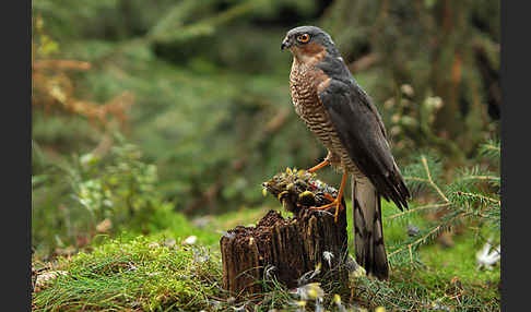 Sperber (Accipiter nisus)