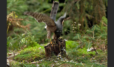 Sperber (Accipiter nisus)