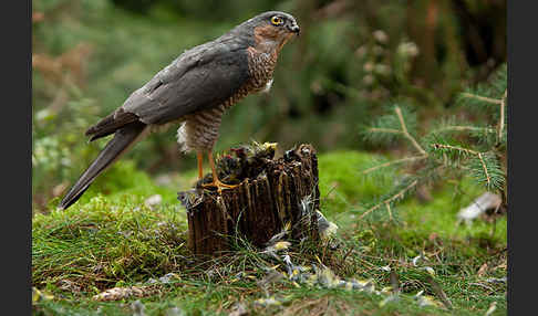 Sperber (Accipiter nisus)