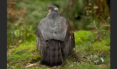 Sperber (Accipiter nisus)