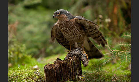 Sperber (Accipiter nisus)