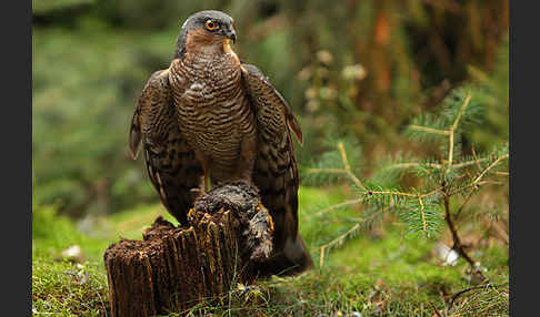 Sperber (Accipiter nisus)