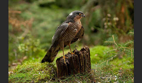 Sperber (Accipiter nisus)