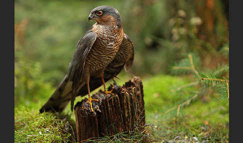 Sperber (Accipiter nisus)