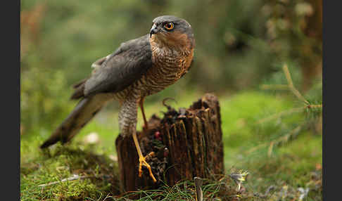 Sperber (Accipiter nisus)