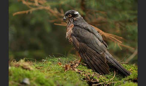 Sperber (Accipiter nisus)