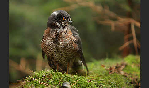 Sperber (Accipiter nisus)