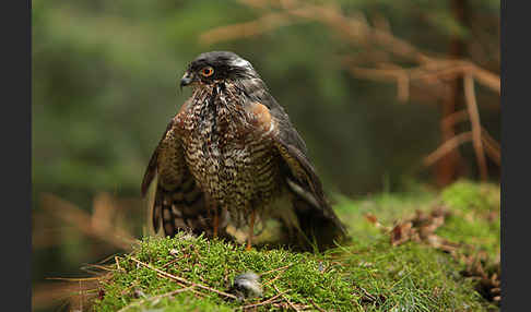 Sperber (Accipiter nisus)