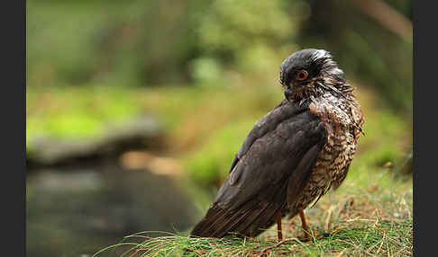 Sperber (Accipiter nisus)