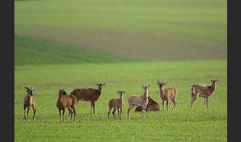 Muffelwild (Ovis ammon musimon)