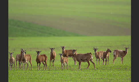 Muffelwild (Ovis ammon musimon)
