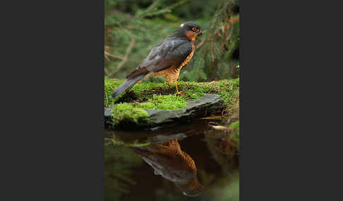 Sperber (Accipiter nisus)