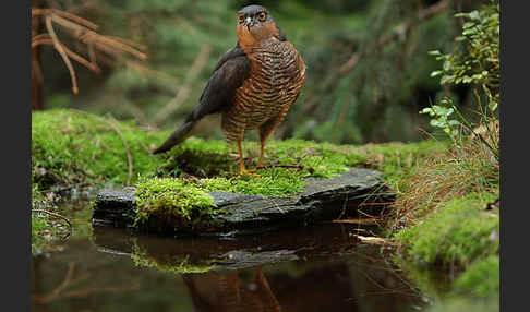 Sperber (Accipiter nisus)