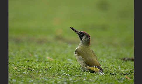 Grünspecht (Picus viridis)