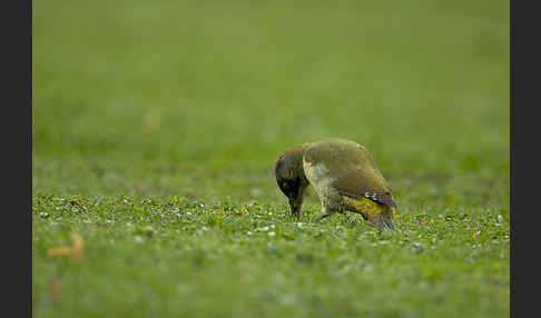 Grünspecht (Picus viridis)