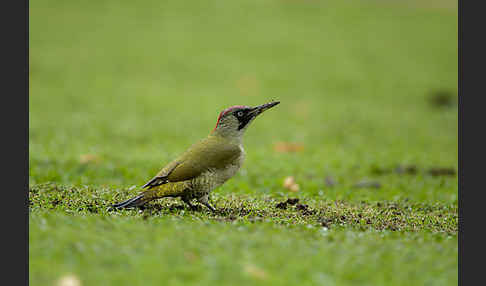 Grünspecht (Picus viridis)