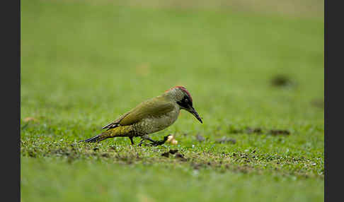 Grünspecht (Picus viridis)