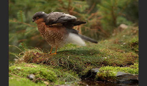 Sperber (Accipiter nisus)