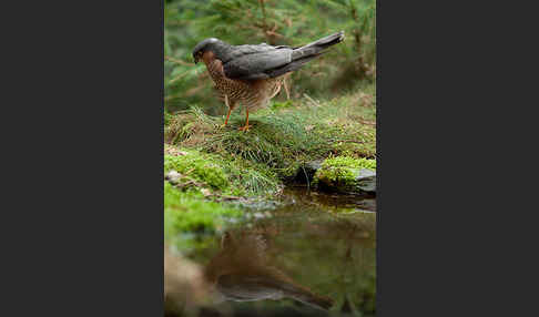 Sperber (Accipiter nisus)