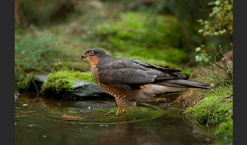 Sperber (Accipiter nisus)