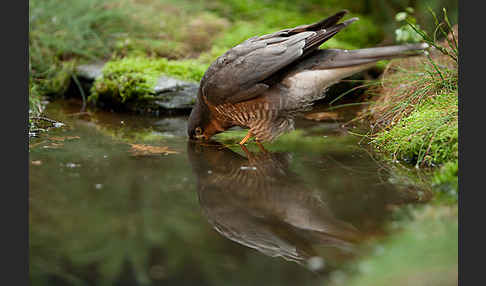 Sperber (Accipiter nisus)