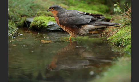 Sperber (Accipiter nisus)