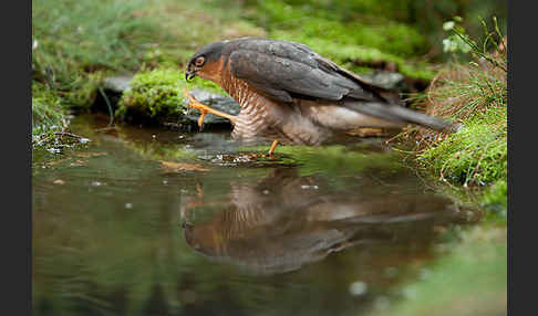 Sperber (Accipiter nisus)