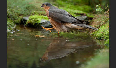 Sperber (Accipiter nisus)