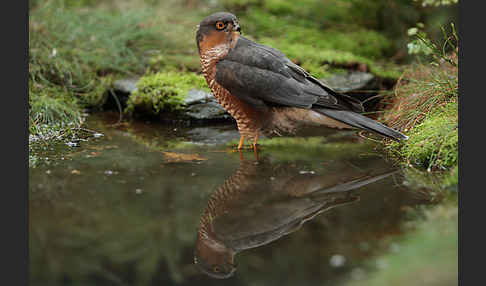 Sperber (Accipiter nisus)