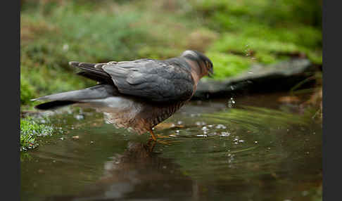 Sperber (Accipiter nisus)