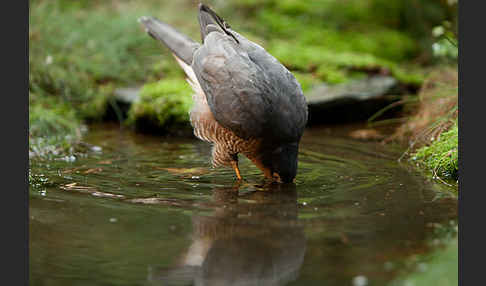 Sperber (Accipiter nisus)