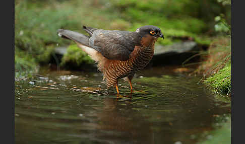 Sperber (Accipiter nisus)