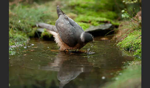 Sperber (Accipiter nisus)