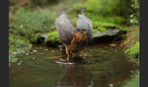 Sperber (Accipiter nisus)