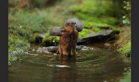 Sperber (Accipiter nisus)