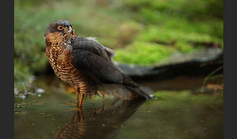 Sperber (Accipiter nisus)