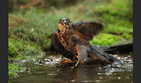 Sperber (Accipiter nisus)