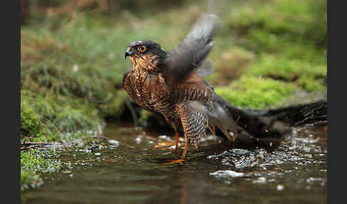 Sperber (Accipiter nisus)