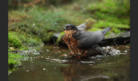 Sperber (Accipiter nisus)