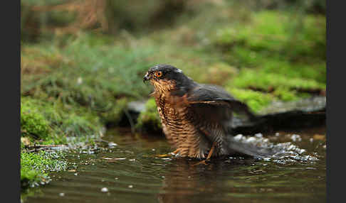 Sperber (Accipiter nisus)