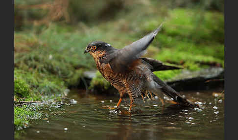 Sperber (Accipiter nisus)