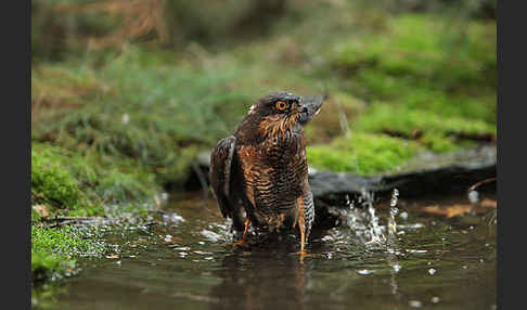 Sperber (Accipiter nisus)