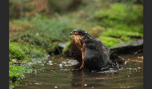 Sperber (Accipiter nisus)